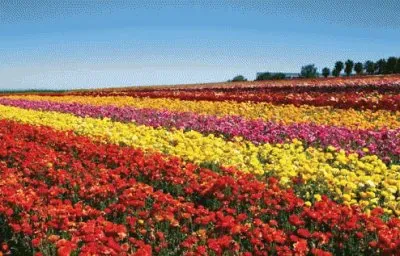 פאזל של Flower Field-Carlsbad