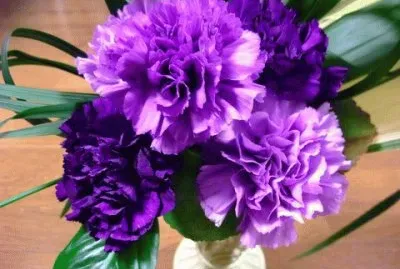 Vibrant Purple Carnations