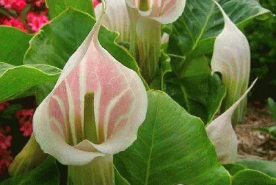 פאזל של flores