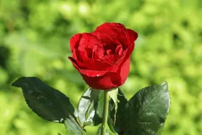 flores-rosas-hermosas-fotos-m-s-bellas-fondos-de-p