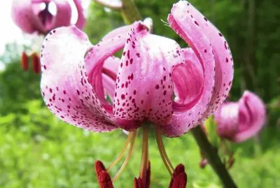 פאזל של flores
