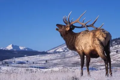 elk