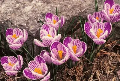 flores