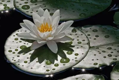 flores
