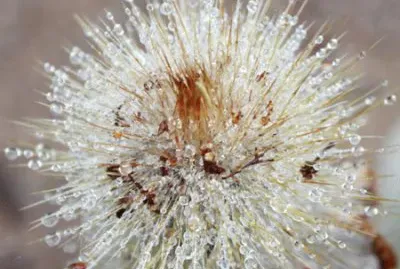 dew