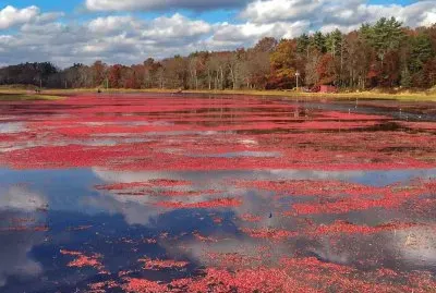 cranberry bog