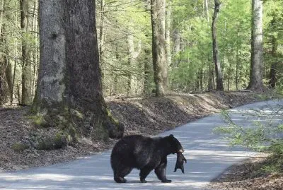 Smoky Mountains, Tennessee