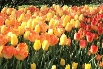 tulips