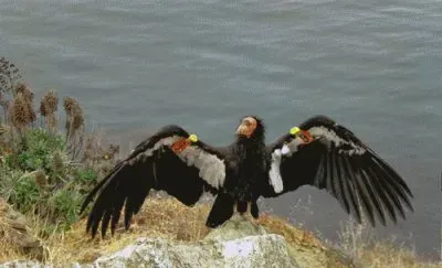 פאזל של California Condor by Water