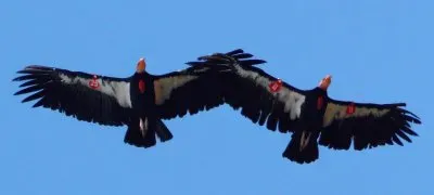 פאזל של Endangered California Condors
