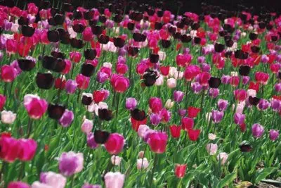 Conservatory Garden-Central Park NYC