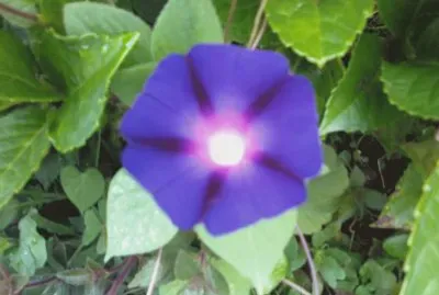 morning glory