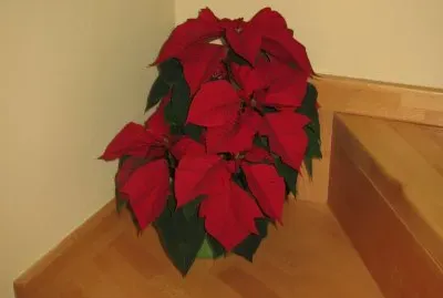Poinsettia