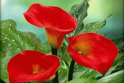 flores