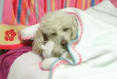 FRENCH POODLE MASCOTA (CHER)