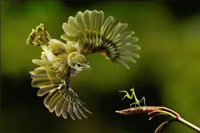 louva deus jigsaw puzzle