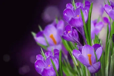 flores
