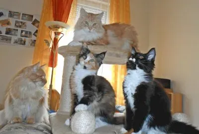 Katzen jigsaw puzzle