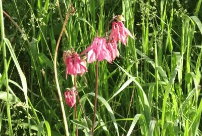 פאזל של Same flower..different colour