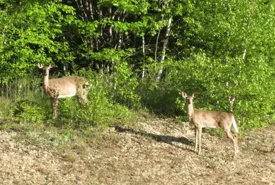 Deer near the hwy