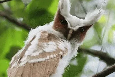 Lechuza Copetona jigsaw puzzle