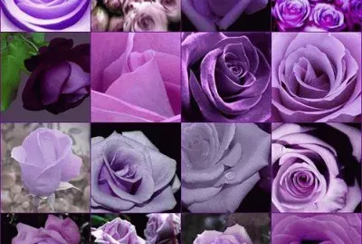 Roses, Roses and More Roses