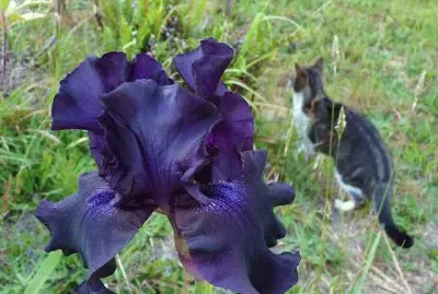 Purple Iris and Cat