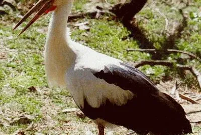 CigÃ¼eÃ±a americana