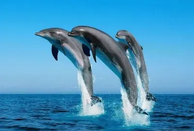 hermosos delfines