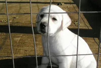 branco jigsaw puzzle