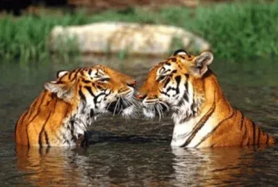 onÃ§as jigsaw puzzle