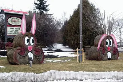 bunny