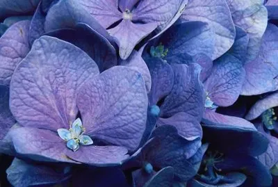 Hortensia - Asia