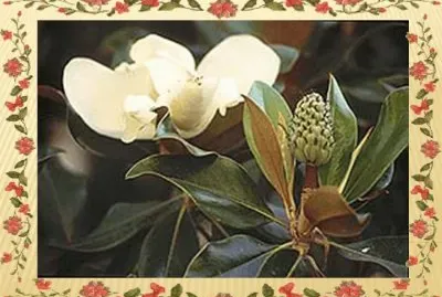 Magnolia - AmÃ©rica