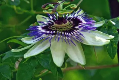 Pasionaria - AmÃ©rica