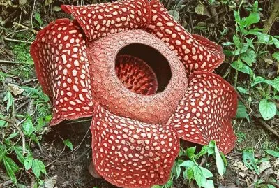 Raflesia -Indochina