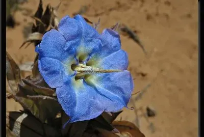 Rough Bluebell - Australia