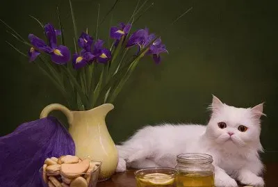Cookies and Tea with the Cat-Art