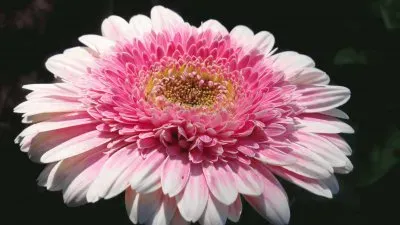 flower jigsaw puzzle