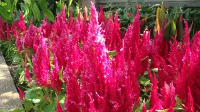 flowers jigsaw puzzle