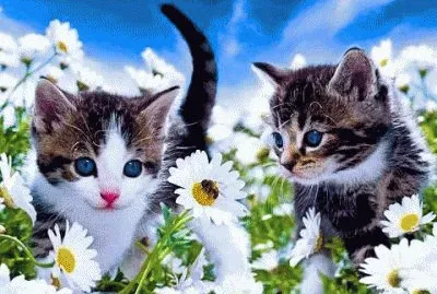 puzzle jigsaw puzzle