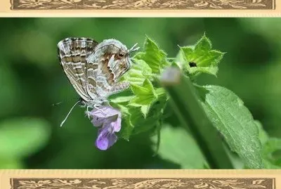 Taladro de los geranios - SudÃ¡frica jigsaw puzzle