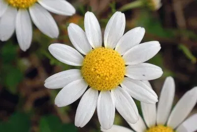 Flores