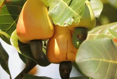 פאזל של download (4)