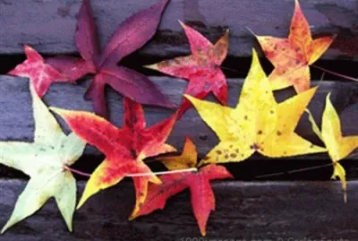 פאזל של download (16)