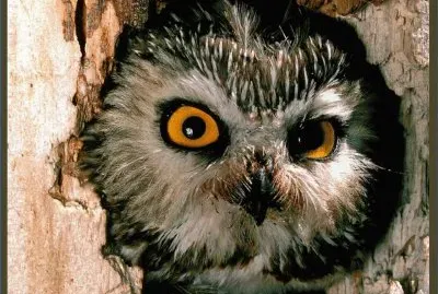 BÃºho Pennsylvania