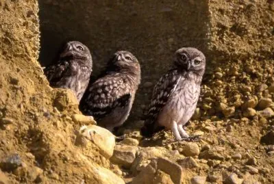 TrÃ­o de mochuelos