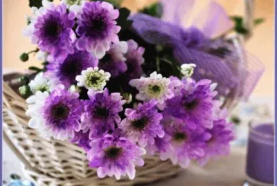 Purple Crysanthemums