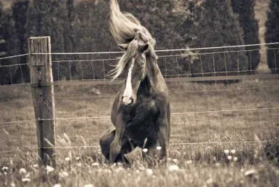 caballo jigsaw puzzle