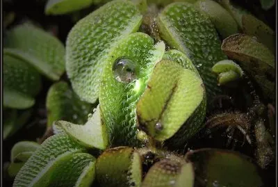 Natureza